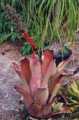 Aechmea maculata rubra