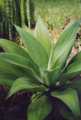 Agave attenuata