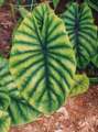 Alocasia dypeoleata 