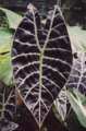 Alocasia watsoniana