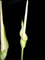 Amorphophallus variabilis 