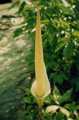 Amorphophallus variabilis 