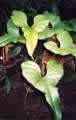 Anthurium bogotense