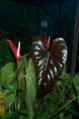 Anthurium chamberlainianum