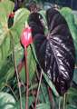 Anthurium chamberlainianum