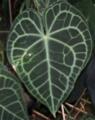 Anthurium clarinervium