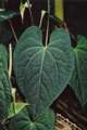 Anthurium crystallinum luxurien