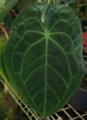 Anthurium forgetii