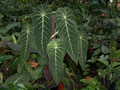 Anthurium marmoratum 