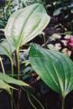 Anthurium ovatifolium 