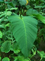 Anthurium sp longvelvet