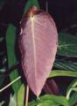 Anthurium sp purple velvet