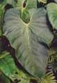 Anthurium sp round velvet