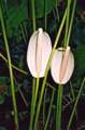 Anthurium spp