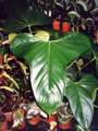 Anthurium subsignatum