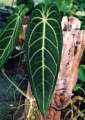 Anthurium warocqueanum