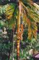 Areca catetchu