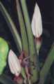 Chlorospatha sp eq dual flower 