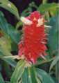 Costus barbatus