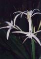 Crinum sp broad leaf 