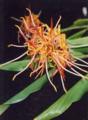 Hedychium longicornutum