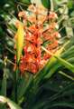 Hedychium sp orange flower 