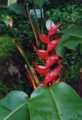 Heliconia bourgaeana 