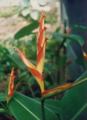 Heliconia irrasa