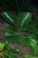 Licuala cordata split leaf 