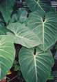 Philodendron gloriosum 