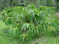 Chlorospatha sp eq