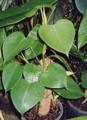 Philodendron microstictum 