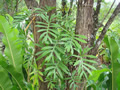 Chlorospatha sp eq