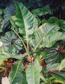 Philodendron spp from Equador 