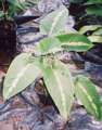 Schismatoglottis sp lime green central stripe 