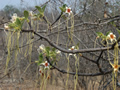 Chlorospatha sp eq