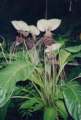 Tacca integrifolia