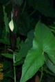 Urospatha sagittifolia